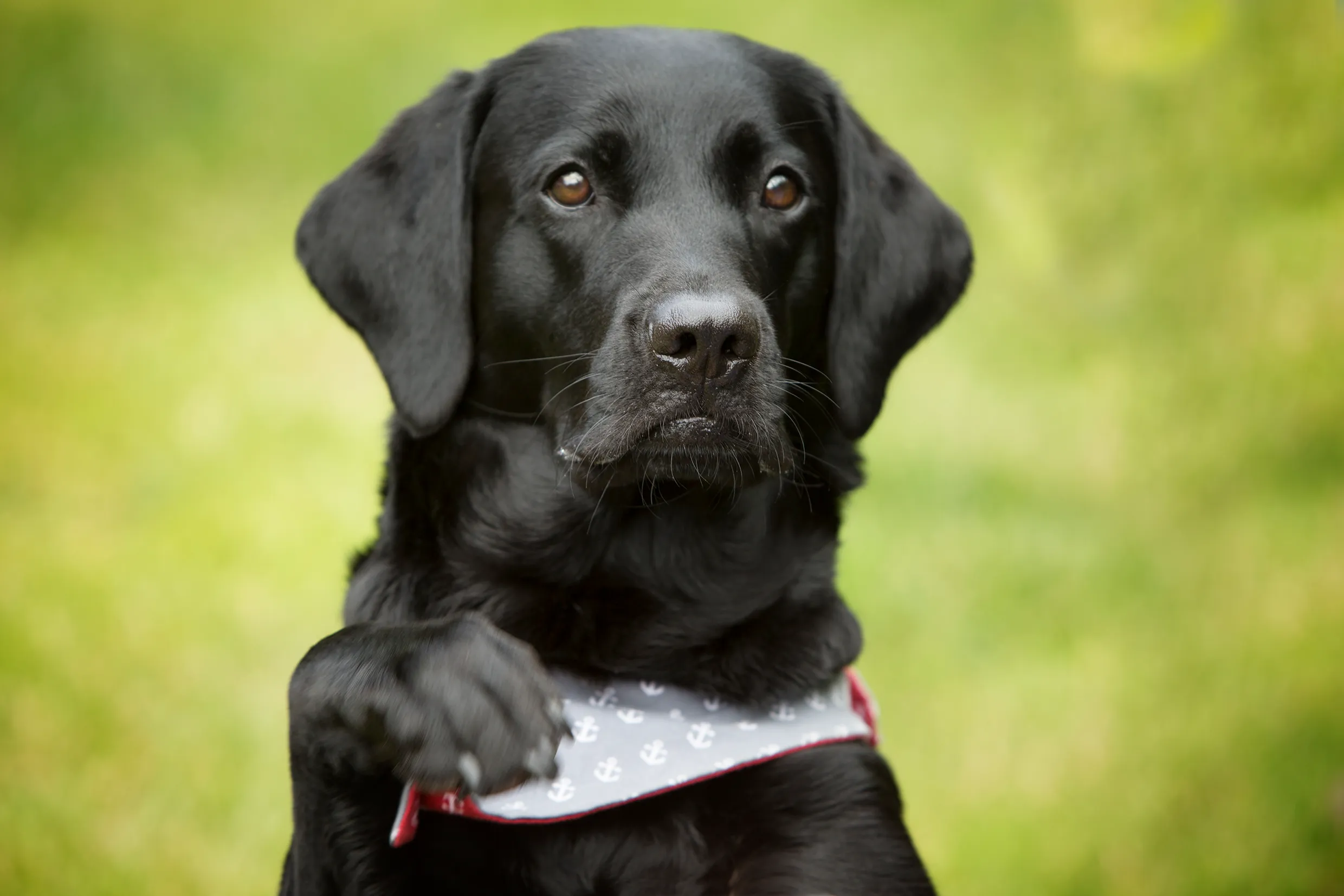 Motzi, unsere schwarze Labradorhündin, mit gehobener Pfote